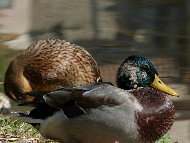 鸭 ànec Coll沃 河 - 上的免费照片