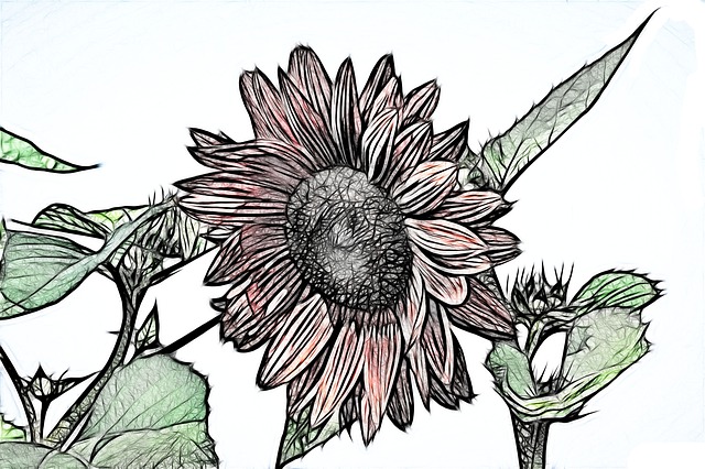 花 花说明 绘图 - 上的免费图片