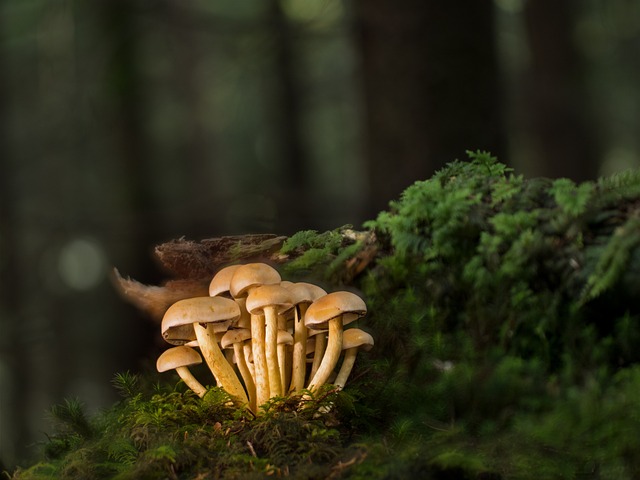 蘑菇 真菌学 菌 - 上的免费照片