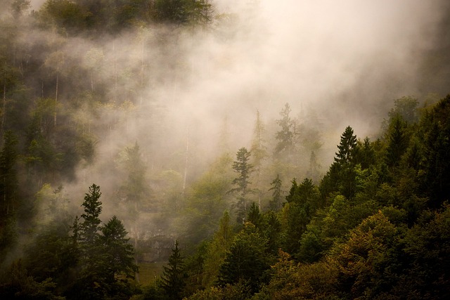 自然 景观 森林 - 上的免费照片