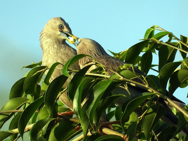 鸟 鸟类 深 - 上的免费照片