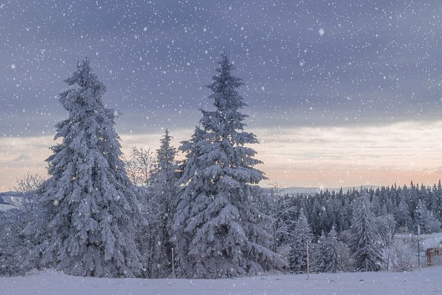 冬季景观 树木 霜 - 上的免费照片
