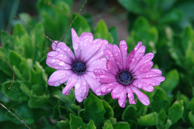 花 粉红色 早晨 - 上的免费照片