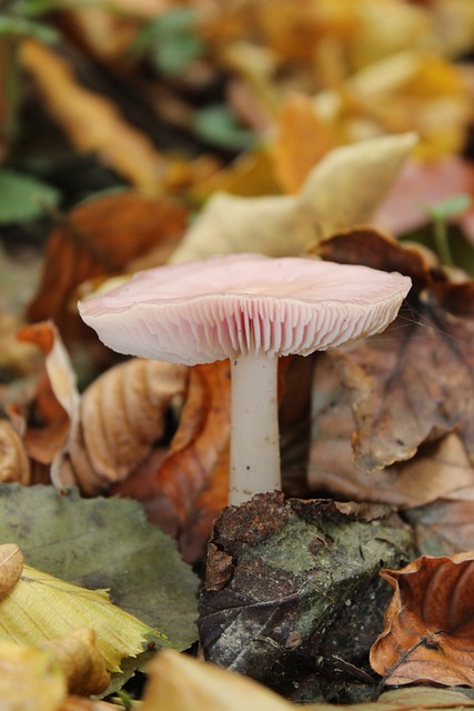 蘑菇 落下 树叶 - 上的免费照片