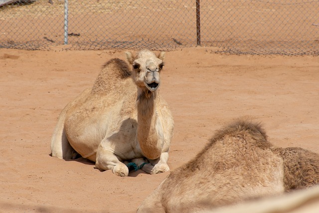 身体 骆驼 文化 - 上的免费照片