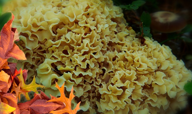 Siedzuń松 蘑菇 食用 - 上的免费照片