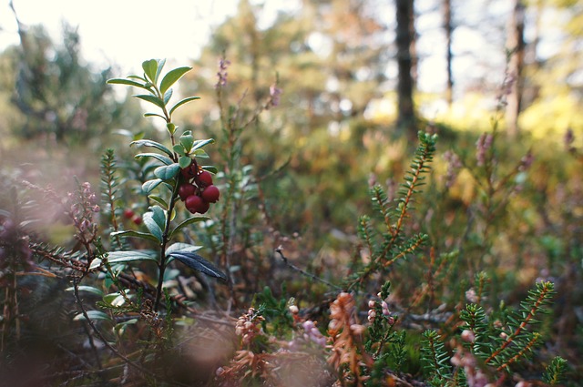 小红莓 森林 自然 - 上的免费照片