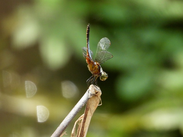 蜻蜓 蜻蜓豆 草 - 上的免费照片