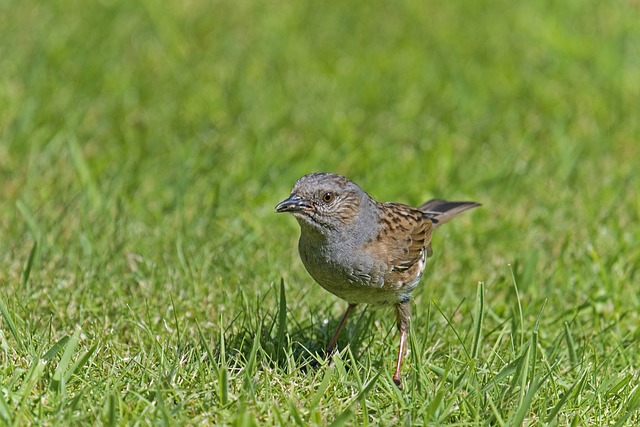 Dunnock 鸣禽 鸟 - 上的免费照片