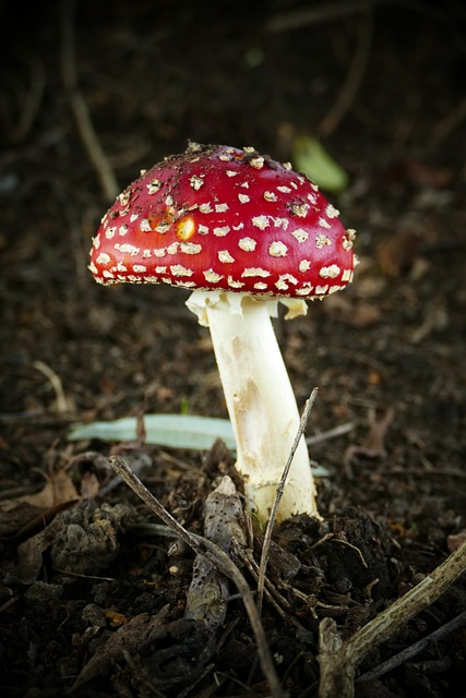 蘑菇 飞木耳 秋季 - 上的免费照片