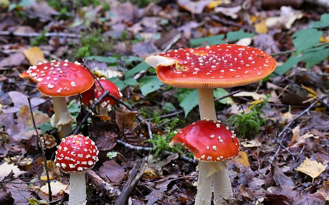 蘑菇 飞木耳 秋季 - 上的免费照片