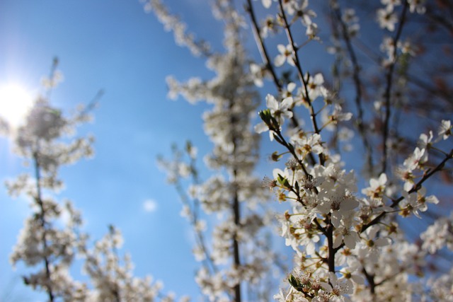 Blüten 弗吕林 Frühjahr - 上的免费照片