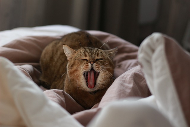 猫 打哈欠 困 - 上的免费照片