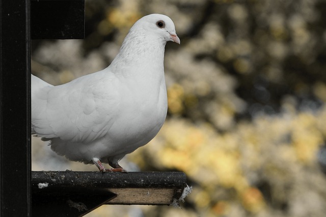 鸽子 白色的 鸟 - 上的免费照片
