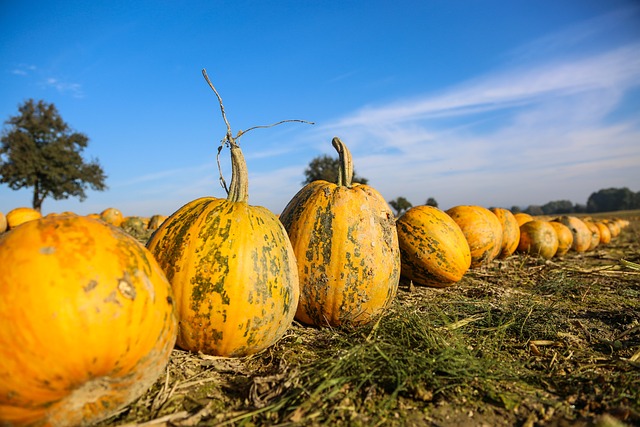 南瓜 场地 大田作物 - 上的免费照片