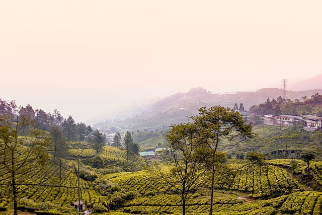 茂物 自然 印度尼西亚 - 上的免费照片