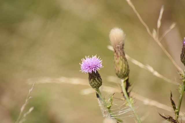 花绽放 Tumai海滩 但尼丁 - 上的免费照片