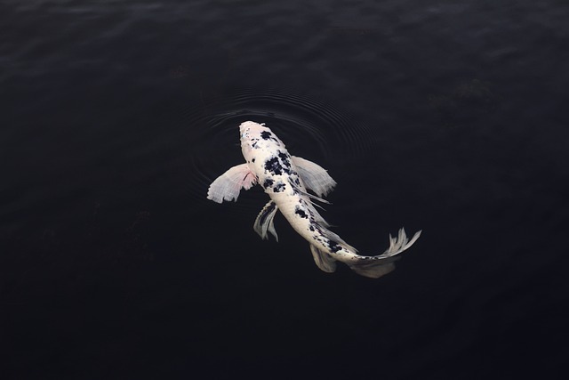 锦鲤 鱼 最小 - 上的免费照片