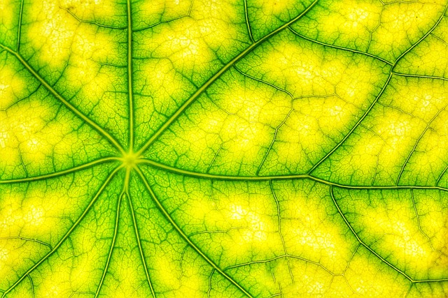 光合作用 叶绿色 结构体 - 上的免费照片