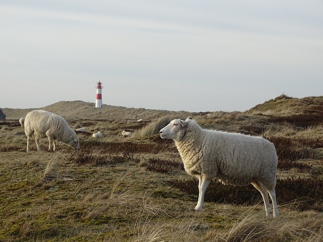 羊 动物 家畜 - 上的免费照片
