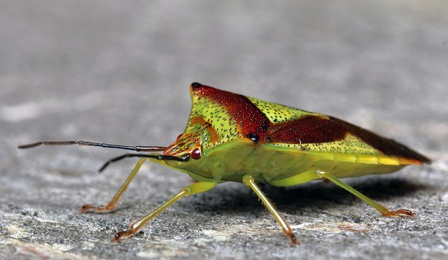 桦Shieldbug 昆虫 夏天 - 上的免费照片
