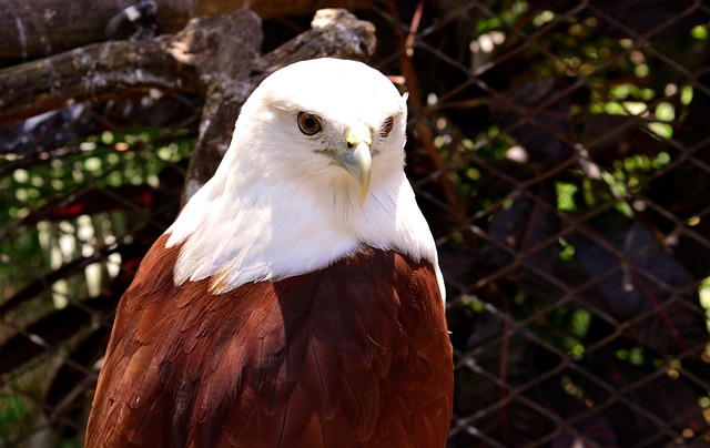 鹰 鸟 动物 - 上的免费照片