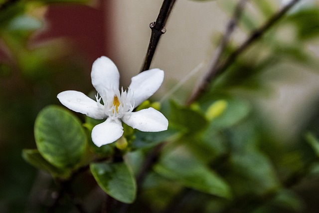 茉莉花 白色的 花 - 上的免费照片