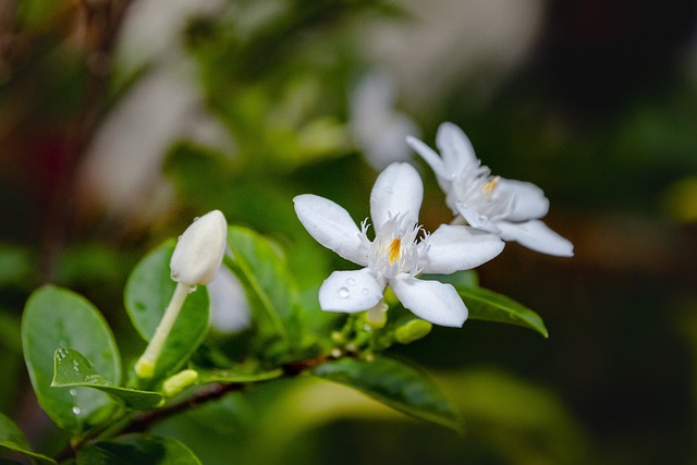 茉莉花 白色的 花 - 上的免费照片