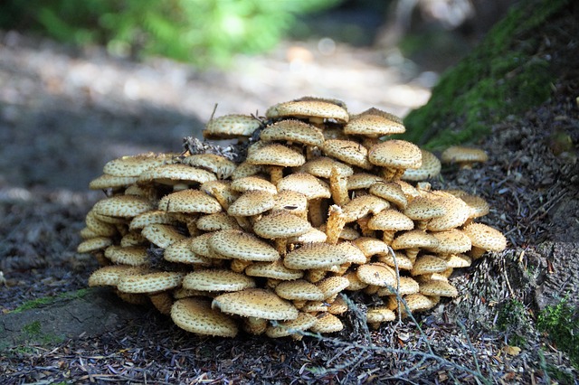 蘑菇 蜜环菌 森林 - 上的免费照片