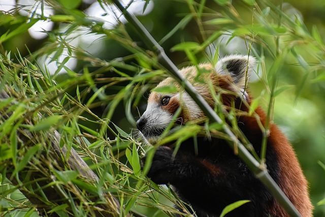 小熊猫 猫熊 熊猫 - 上的免费照片