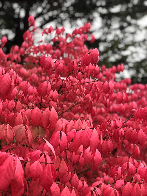 加拿大 不列颠哥伦比亚省 穆迪港 - 上的免费照片