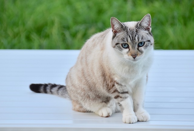 猫 胡同猫 欧洲猫 - 上的免费照片