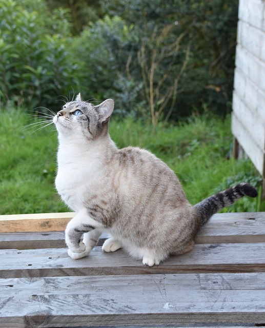 猫 胡同猫 欧洲猫 - 上的免费照片