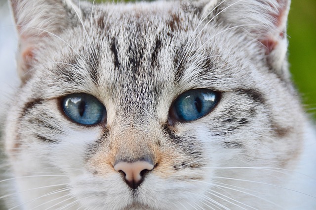 猫 胡同猫 鼻子的猫 - 上的免费照片