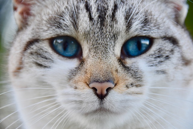 猫 松露猫 鼻子的猫 - 上的免费照片