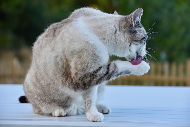 猫 卫生间聊天 胡同猫 - 上的免费照片