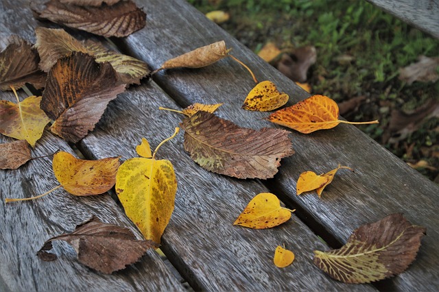 叶 在秋天 坐 - 上的免费照片