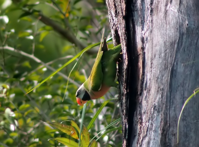红胸鹦鹉 巢洞 荒野 - 上的免费照片