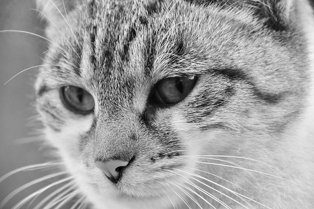 猫 肖像猫 黑白照片 - 上的免费照片