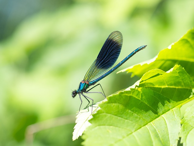 蜻蜓 蓑羽 昆虫 - 上的免费照片