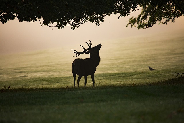薄雾 麈 红鹿 - 上的免费照片