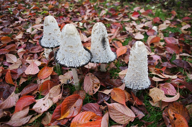 自然 秋天 Comatus - 上的免费照片