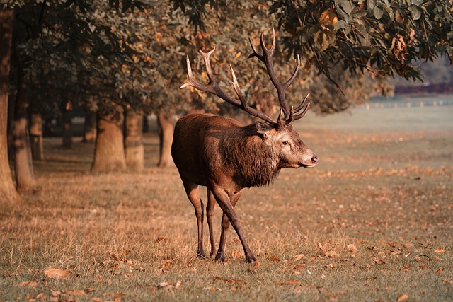 红鹿 麈 鹿 - 上的免费照片