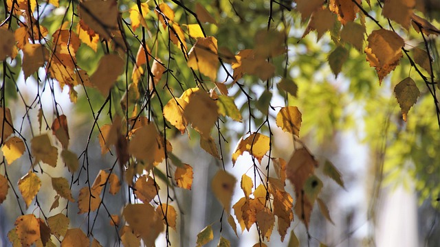 背光灯 安静 在秋天 - 上的免费照片