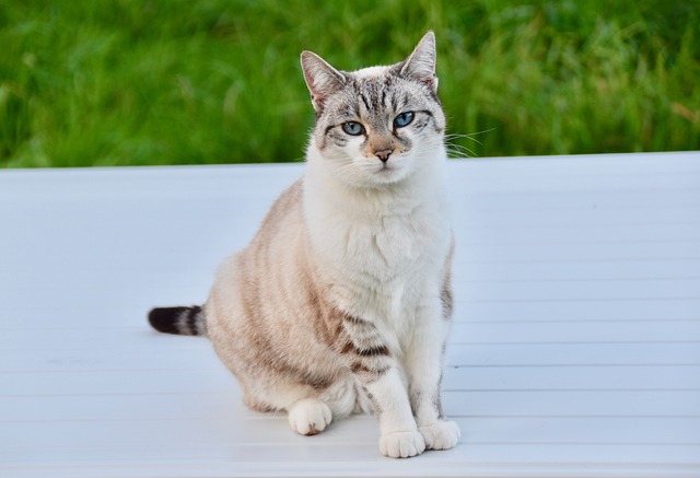 猫 胡同猫 猫坐的位置 - 上的免费照片