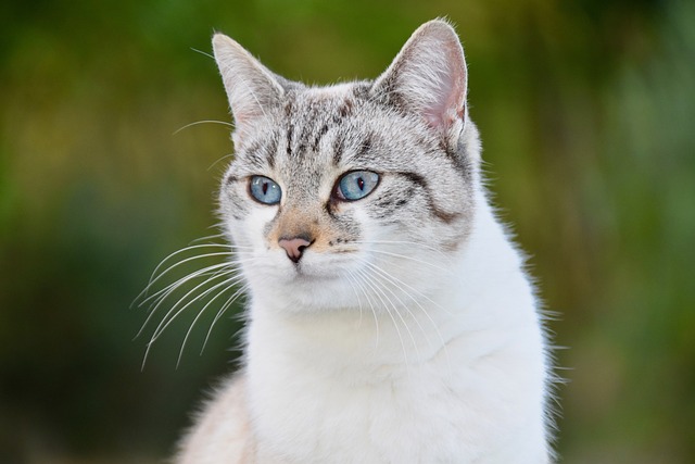 猫 胡同猫 鼻子的猫 - 上的免费照片