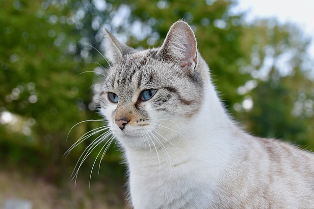 猫 胡同猫 鼻子的猫 - 上的免费照片