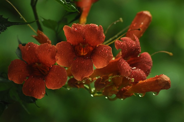 花朵 藤本植物 橙色的 - 上的免费照片