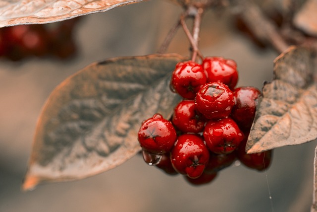 红色的 浆果 苦莓 - 上的免费照片