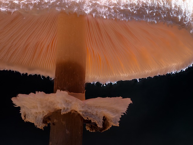 蘑菇 雨伞 帽 巨型 - 上的免费照片